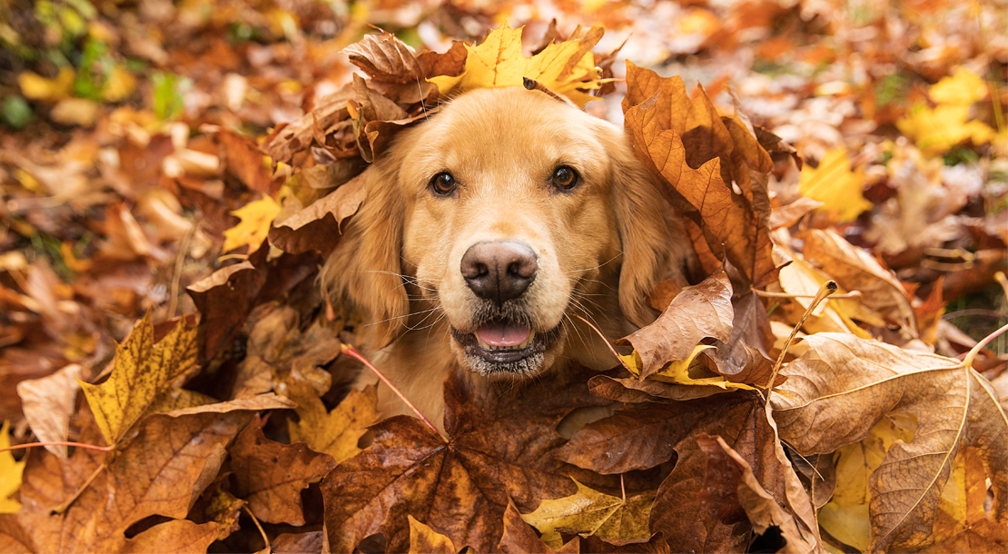 fall-blog